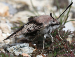 Euproserpinus phaeton