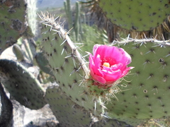 Opuntia pilifera