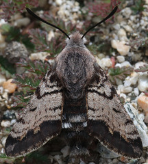 Euproserpinus phaeton