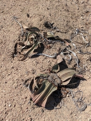 Welwitschia mirabilis image