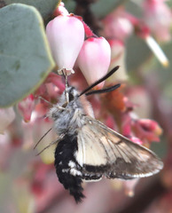 Euproserpinus phaeton
