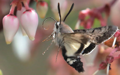 Euproserpinus phaeton