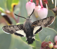 Euproserpinus phaeton