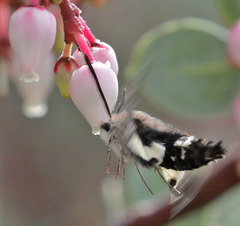 Euproserpinus phaeton