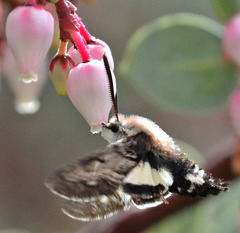 Euproserpinus phaeton