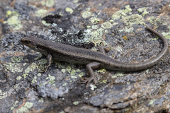 Oligosoma grande