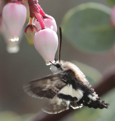 Euproserpinus phaeton