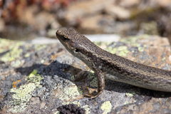 Oligosoma grande