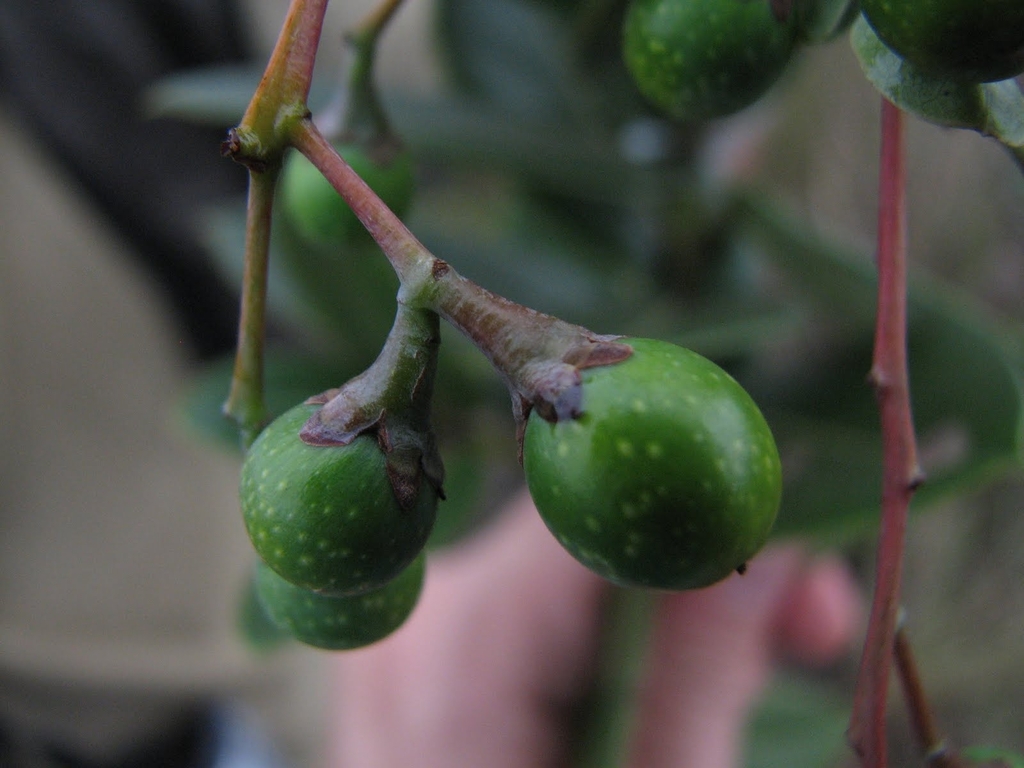 Aiouea tetragona