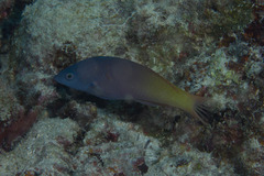 Halichoeres prosopeion