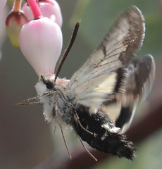 Euproserpinus phaeton