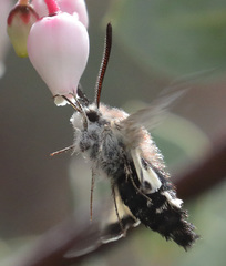 Euproserpinus phaeton