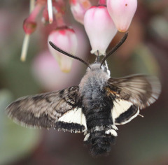 Euproserpinus phaeton