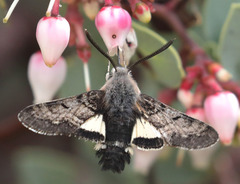 Euproserpinus phaeton