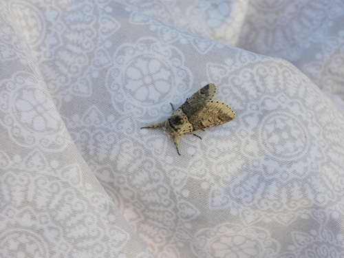 Western Furcula Moth photo 5