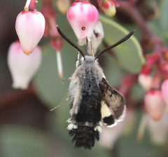 Euproserpinus phaeton