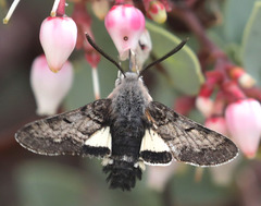 Euproserpinus phaeton