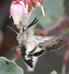 Euproserpinus phaeton