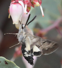 Euproserpinus phaeton