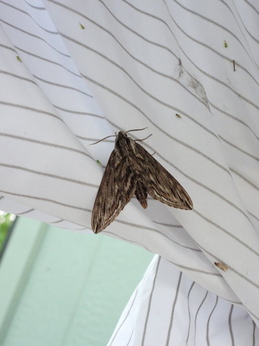 Canadian Sphinx photo 4