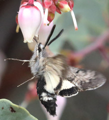 Euproserpinus phaeton