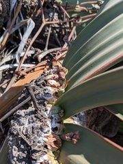 Welwitschia mirabilis image