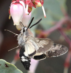 Euproserpinus phaeton