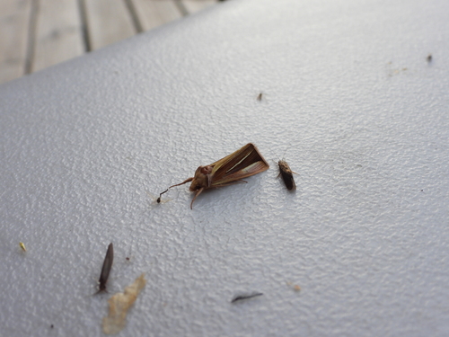 White-streaked Looper Moth photo 4