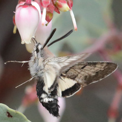 Euproserpinus phaeton