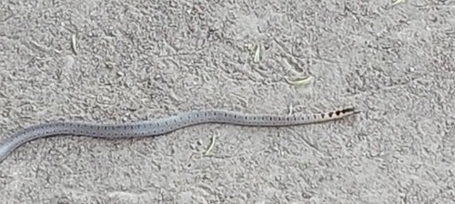 Mopane Snake