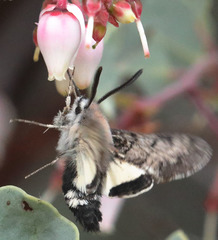 Euproserpinus phaeton