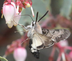 Euproserpinus phaeton