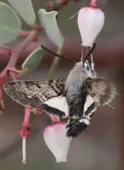 Euproserpinus phaeton