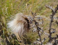 Cirsium ochrocentrum