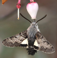 Euproserpinus phaeton