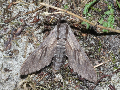 Hyloicus pinastri