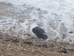 Larus marinus