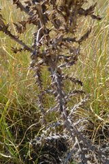Cirsium ochrocentrum