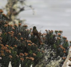 Chalcostigma heteropogon