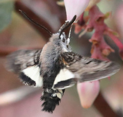 Euproserpinus phaeton