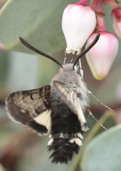 Euproserpinus phaeton