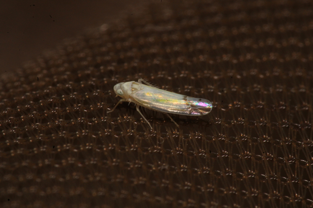 Bramble Leafhopper