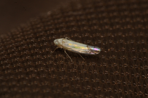 Bramble Leafhopper