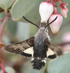 Euproserpinus phaeton