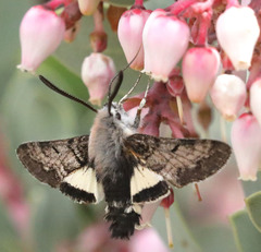 Euproserpinus phaeton