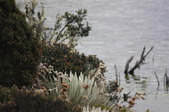 Chalcostigma heteropogon