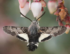 Euproserpinus phaeton