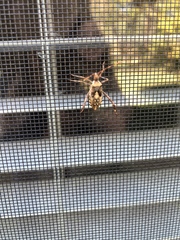 Leptoglossus occidentalis