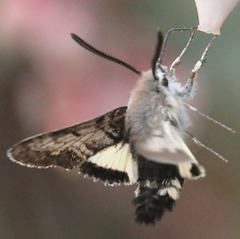 Euproserpinus phaeton