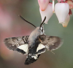 Euproserpinus phaeton